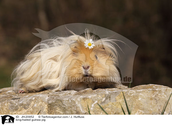 long-haired guinea pig / JH-20952