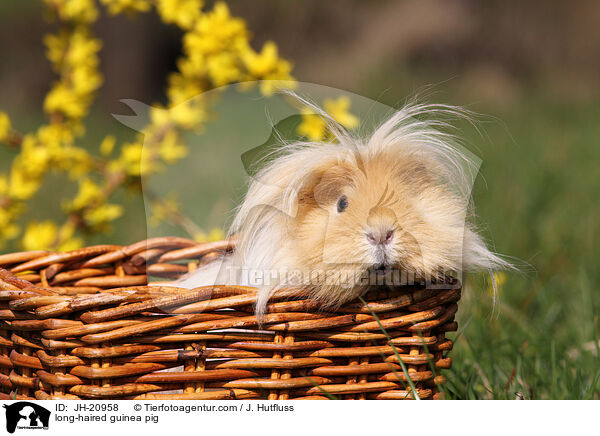 long-haired guinea pig / JH-20958
