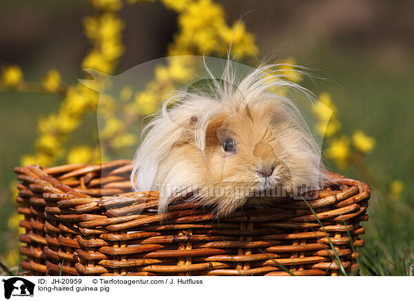 long-haired guinea pig / JH-20959
