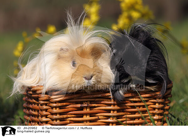 long-haired guinea pig / JH-20962