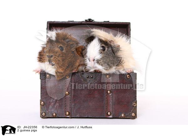 2 guinea pigs / JH-22356