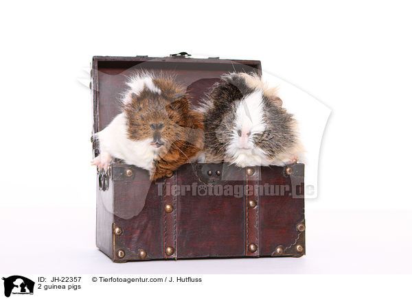 2 Meerschweinchen / 2 guinea pigs / JH-22357