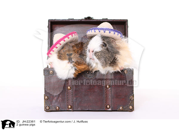 2 Meerschweinchen / 2 guinea pigs / JH-22361