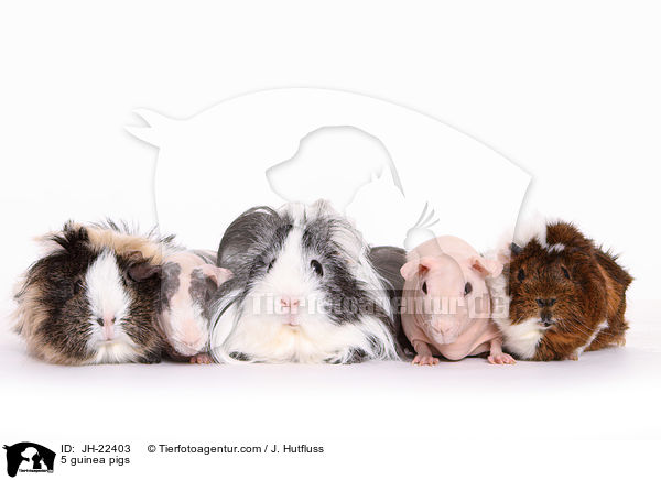 5 guinea pigs / JH-22403