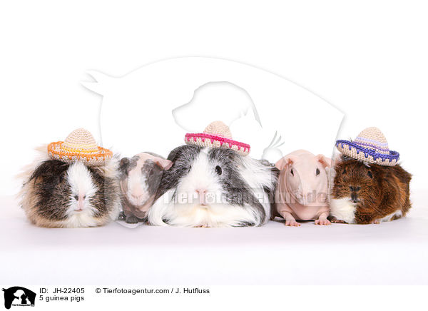 5 guinea pigs / JH-22405