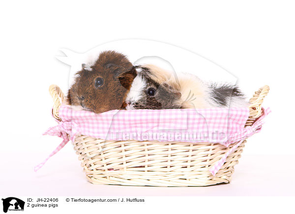 2 Meerschweinchen / 2 guinea pigs / JH-22406