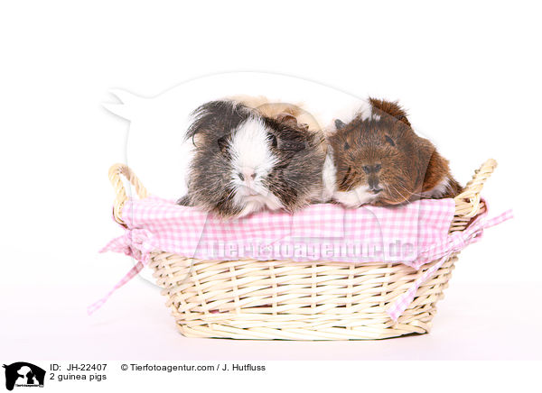 2 Meerschweinchen / 2 guinea pigs / JH-22407