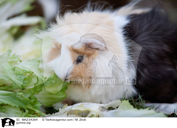 Meerschweinchen / guinea pig / MAZ-04264
