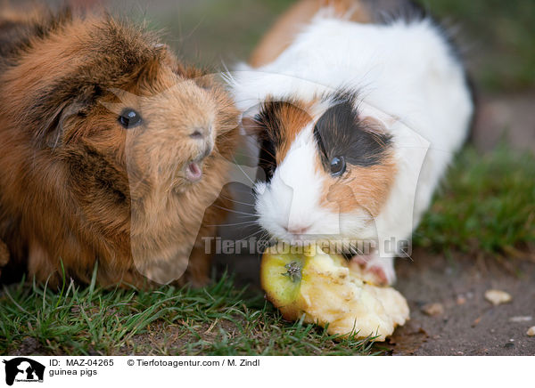 guinea pigs / MAZ-04265