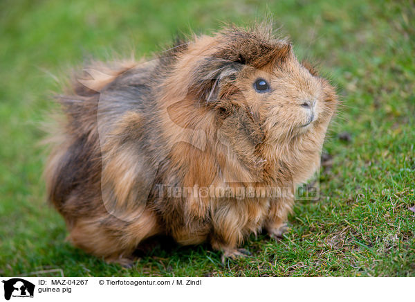 Meerschweinchen / guinea pig / MAZ-04267
