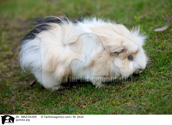 Meerschweinchen / guinea pig / MAZ-04268