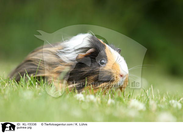 guinea pig / KL-15336