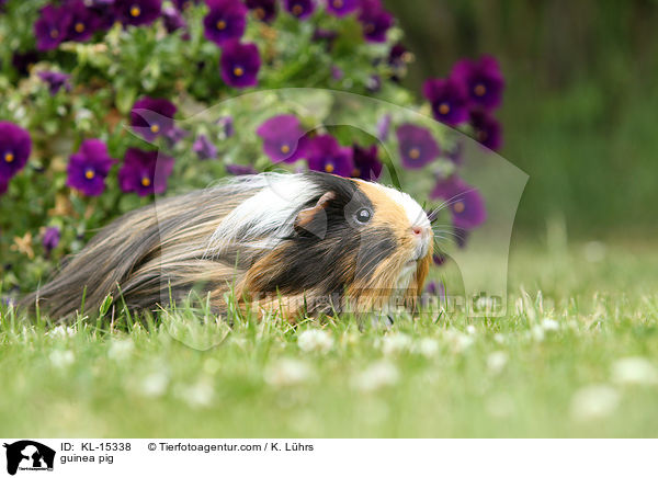 guinea pig / KL-15338