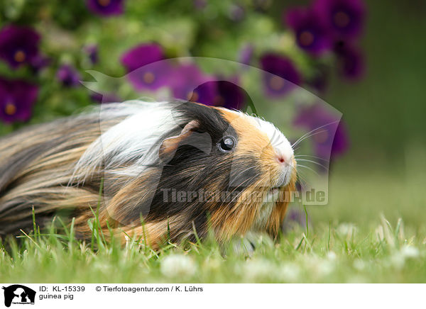 Meerschweinchen / guinea pig / KL-15339