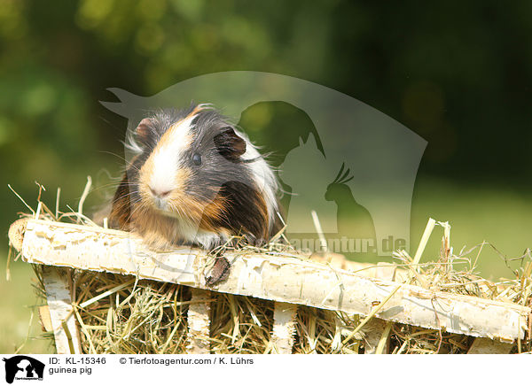 Meerschweinchen / guinea pig / KL-15346