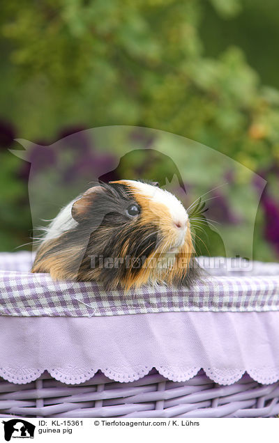 Meerschweinchen / guinea pig / KL-15361