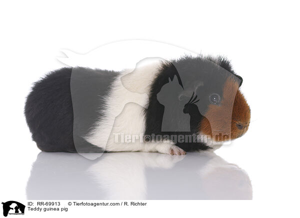 Teddy guinea pig / RR-69913