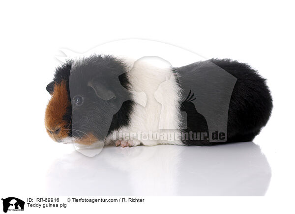 Teddy guinea pig / RR-69916