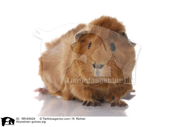 Rosettenmeerschwein / Abyssinian guinea pig / RR-69926