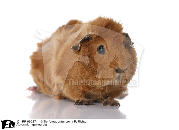 Abyssinian guinea pig / RR-69927