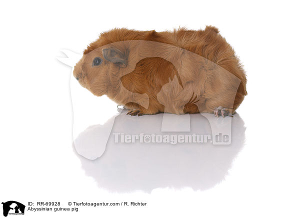Rosettenmeerschwein / Abyssinian guinea pig / RR-69928