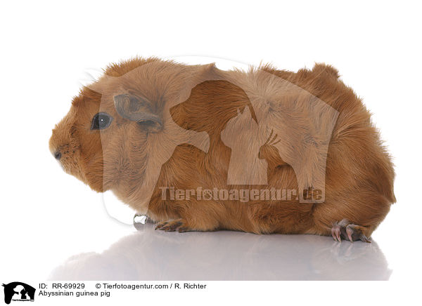 Rosettenmeerschwein / Abyssinian guinea pig / RR-69929