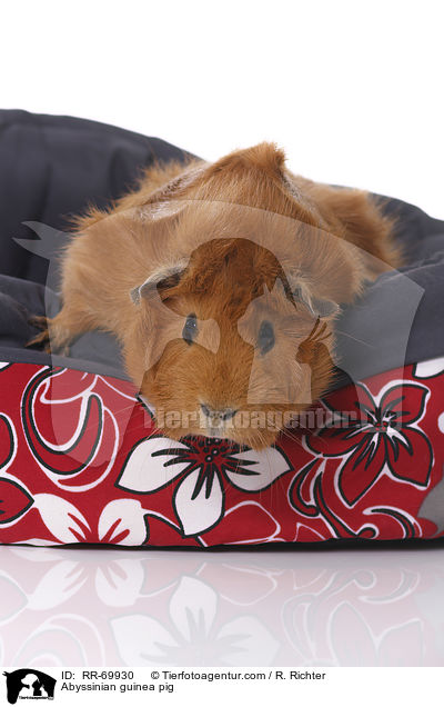 Abyssinian guinea pig / RR-69930