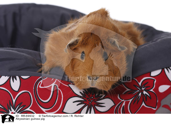 Abyssinian guinea pig / RR-69932