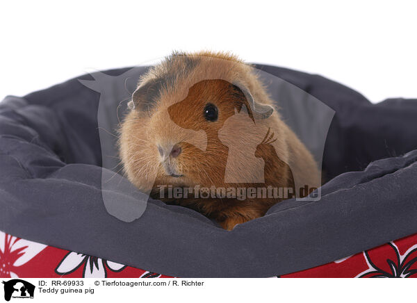 Teddy guinea pig / RR-69933