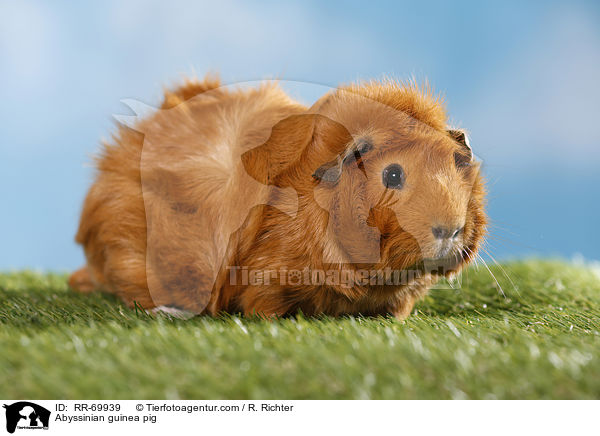 Abyssinian guinea pig / RR-69939