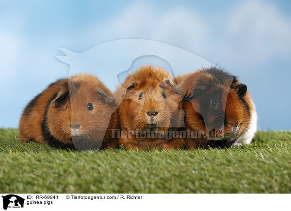Meerschweinchen / guinea pigs / RR-69941