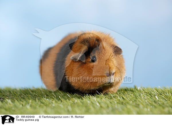 Teddymeerschweinchen / Teddy guinea pig / RR-69949