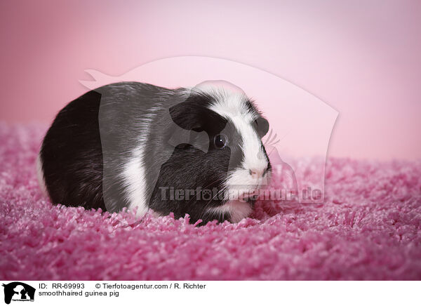 smoothhaired guinea pig / RR-69993