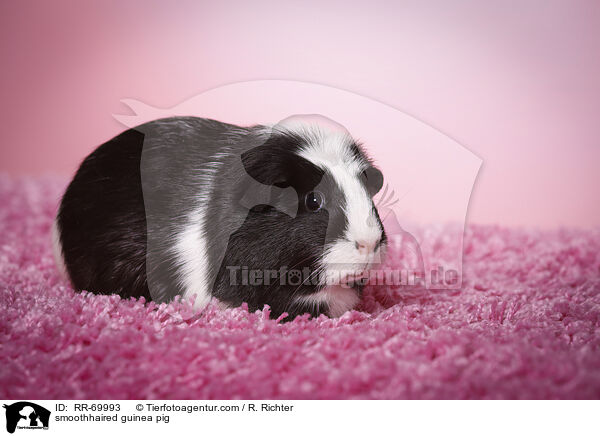 Glatthaarmeerschwein / smoothhaired guinea pig / RR-69993