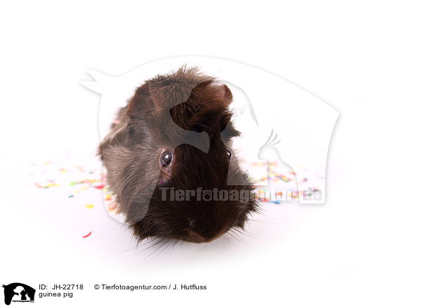 Meerschweinchen / guinea pig / JH-22718