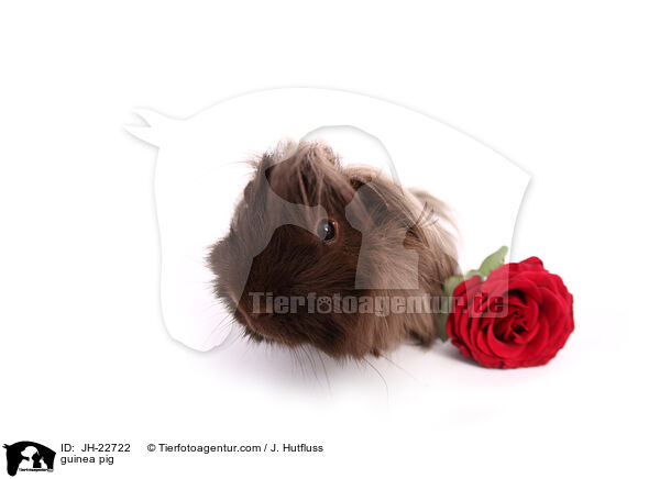 guinea pig / JH-22722