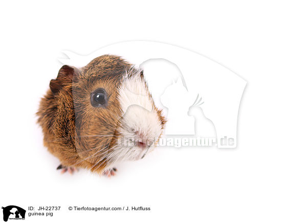 guinea pig / JH-22737