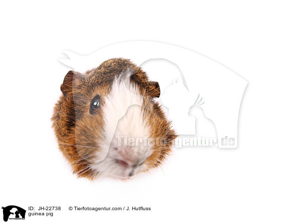 guinea pig / JH-22738