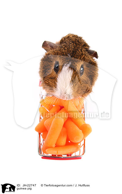 guinea pig / JH-22747