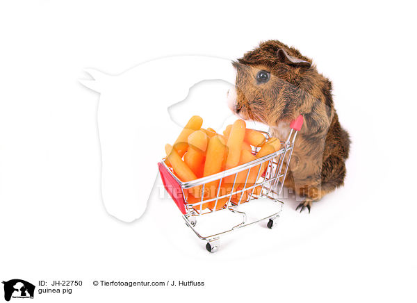 Meerschweinchen / guinea pig / JH-22750