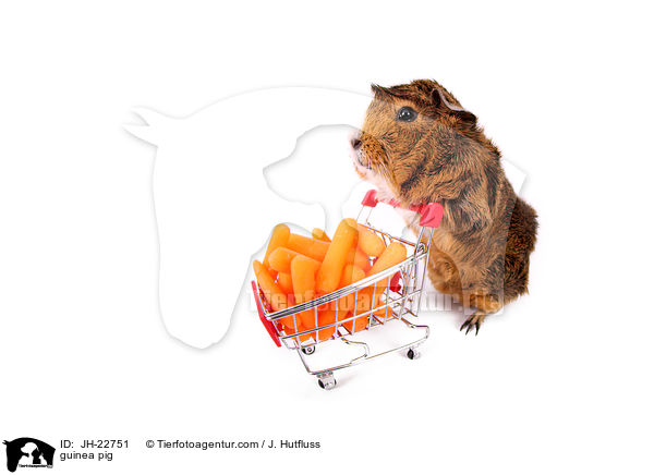 Meerschweinchen / guinea pig / JH-22751