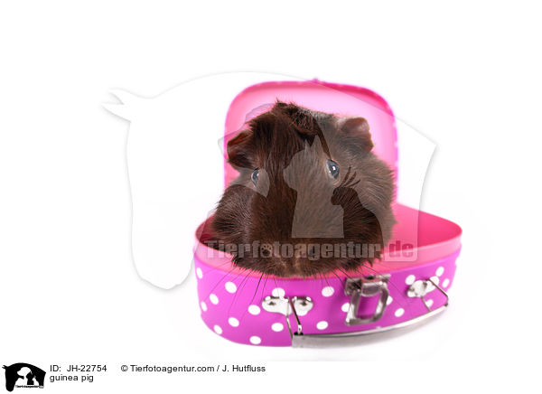 guinea pig / JH-22754