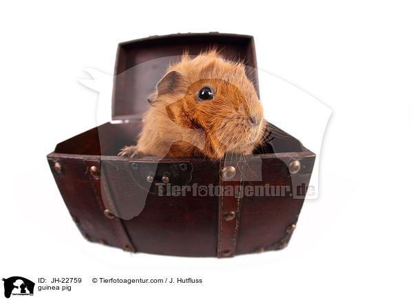 Meerschweinchen / guinea pig / JH-22759