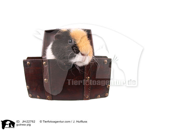 Meerschweinchen / guinea pig / JH-22762