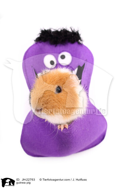 Meerschweinchen / guinea pig / JH-22763