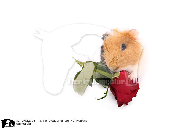 Meerschweinchen / guinea pig / JH-22768