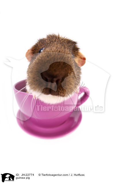 Meerschweinchen / guinea pig / JH-22774