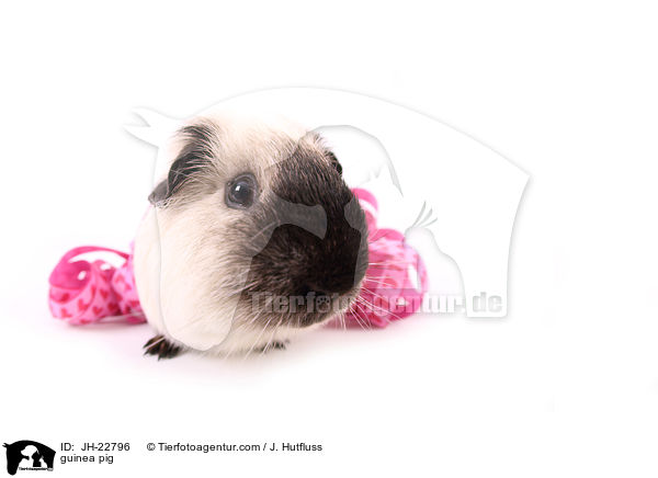 guinea pig / JH-22796