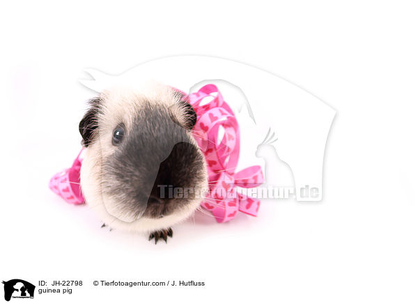 Meerschweinchen / guinea pig / JH-22798