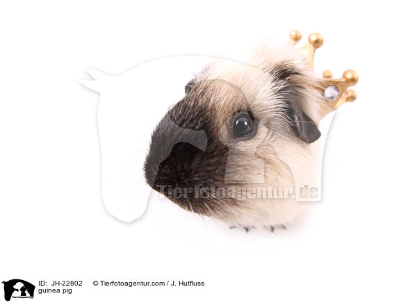 Meerschweinchen / guinea pig / JH-22802